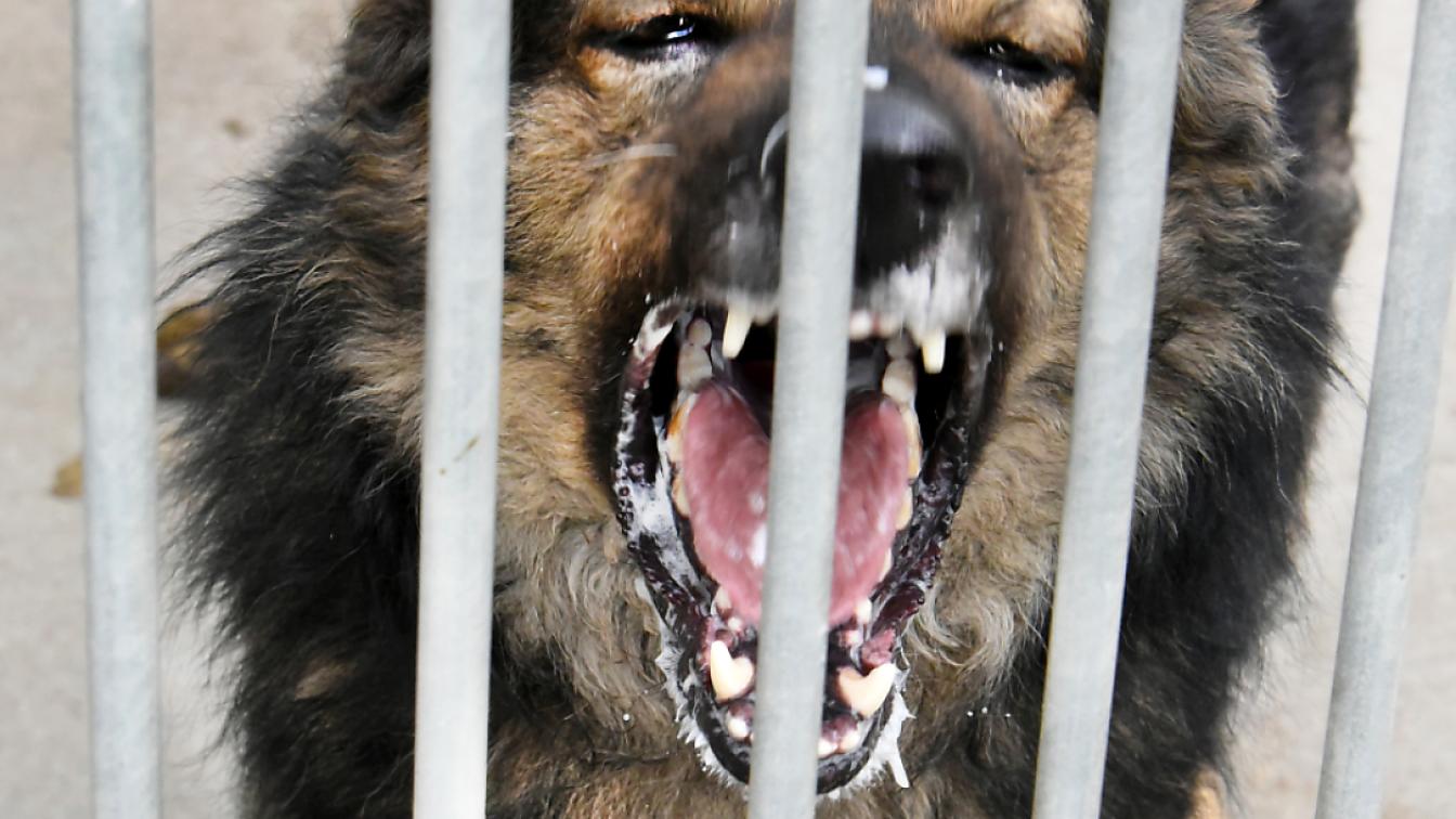 Steuerbegünstigungen für Tierheim-Hunde in Wien geplant
