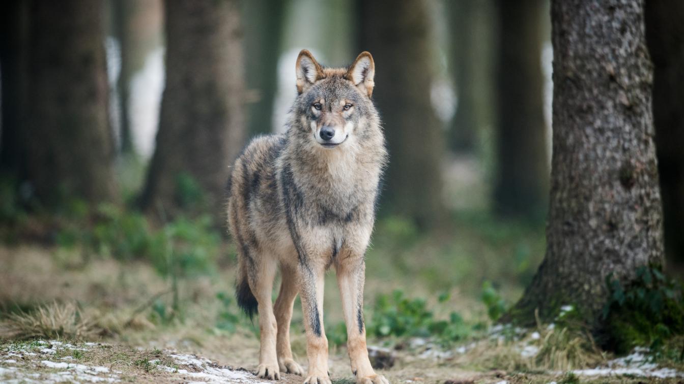 Wolf Tier Canis Lupus Lupus
