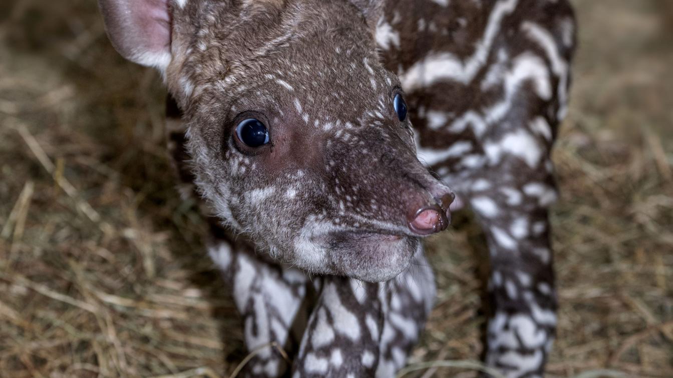 Tapir-Baby