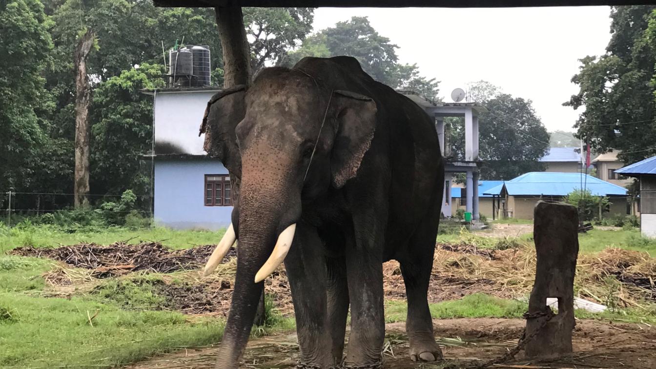 Ein gefesselter Elefant in Nepal.