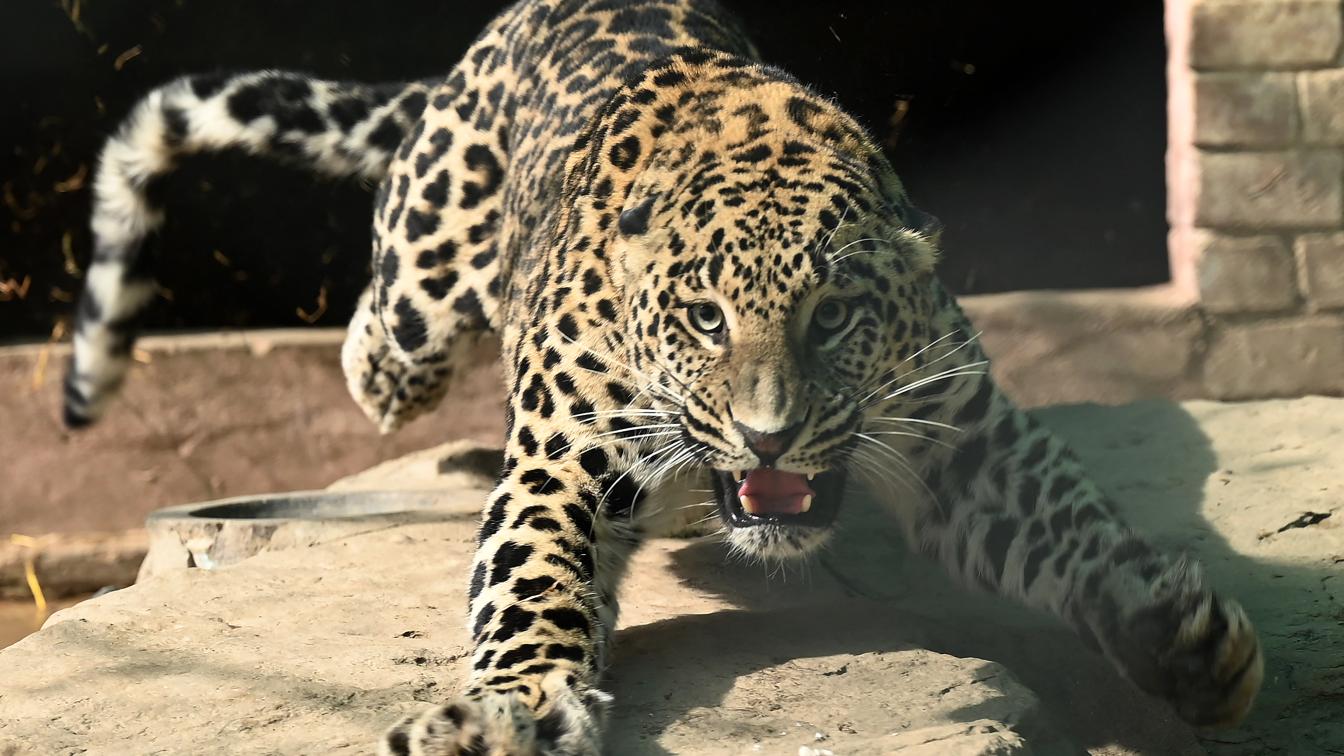 Leopard in Islamabad