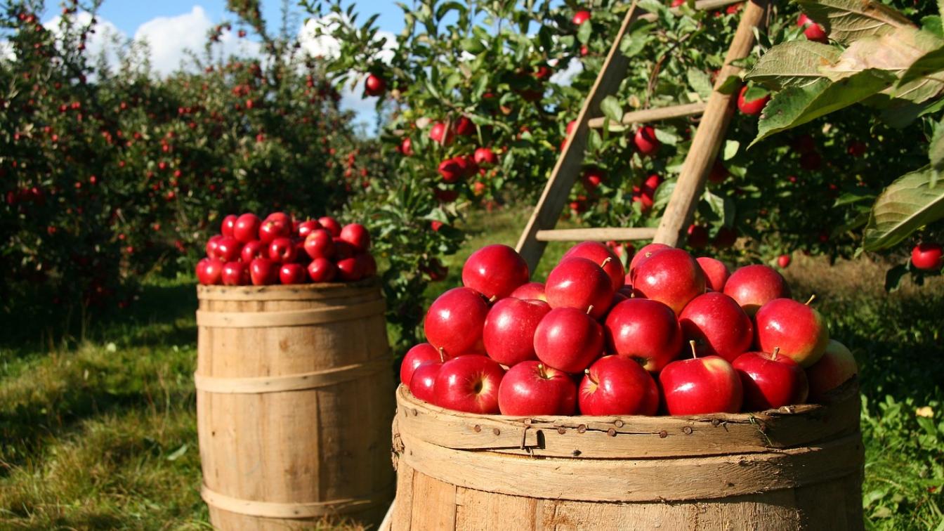 Äpfel auf Obstplantage