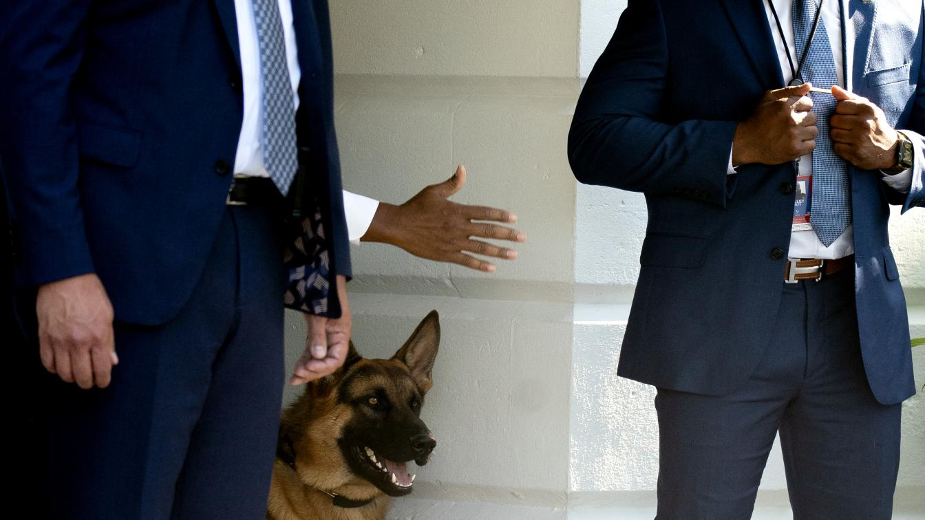 Schäferhund von Joe Biden