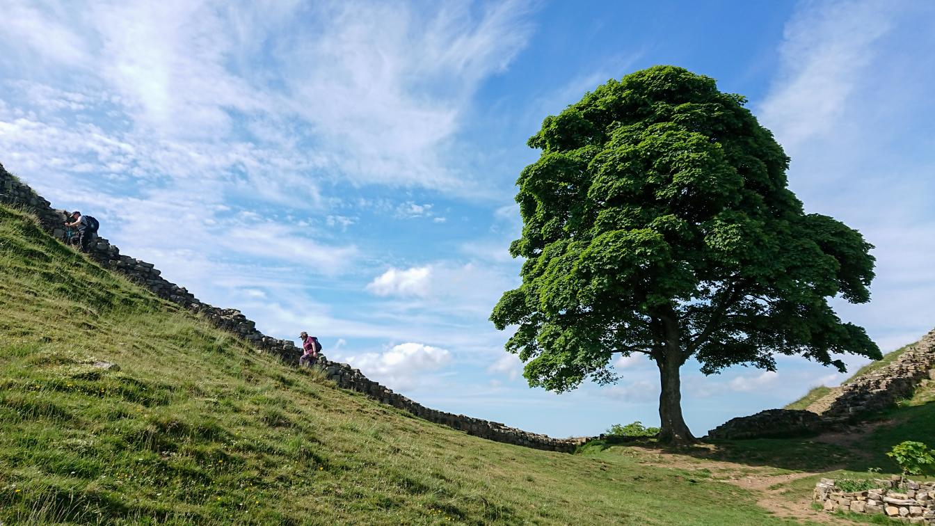 Dieser Baum am Hadrians Wall wurde durch "Robin Hood - König der Diebe" weltberühmt