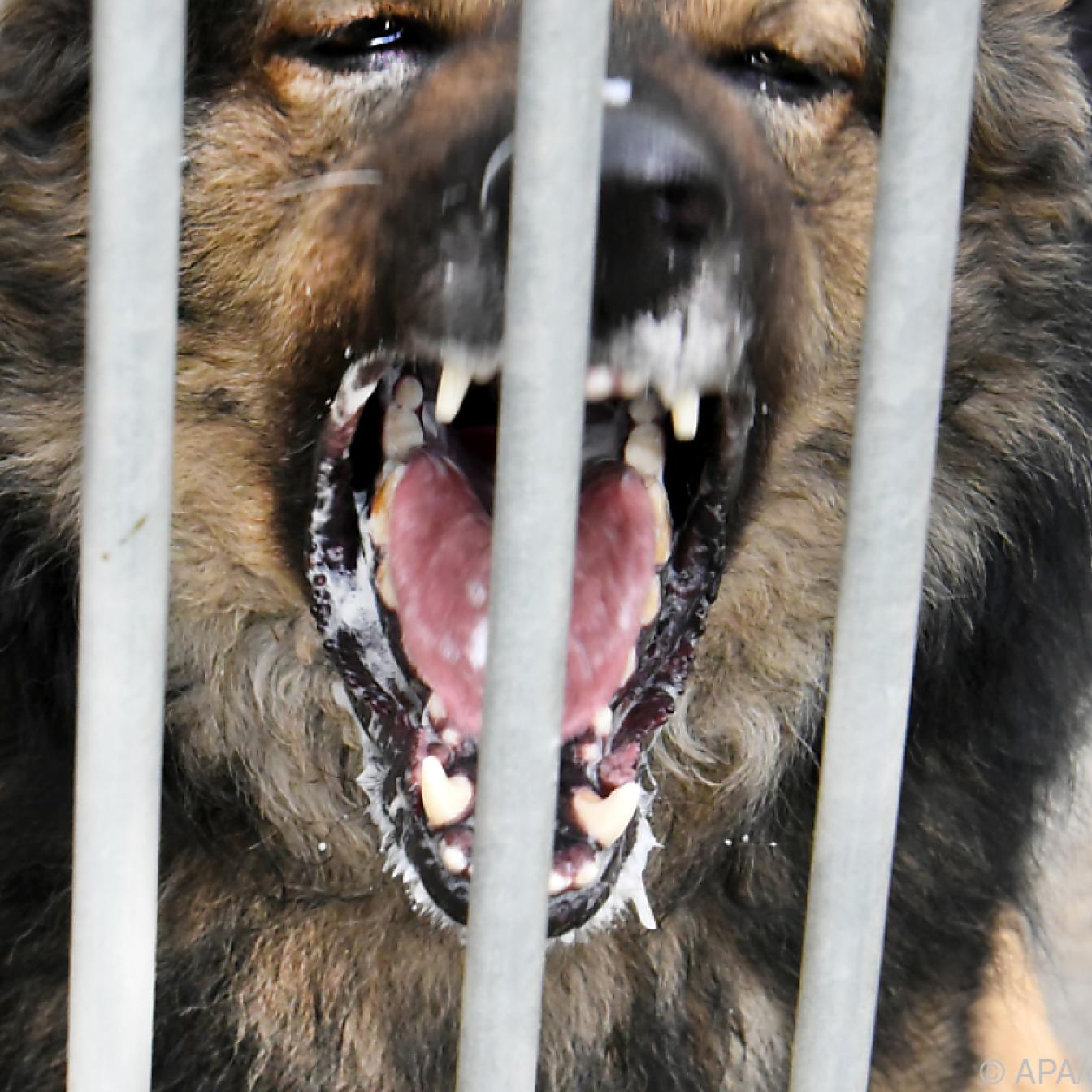 Steuerbegünstigungen für Tierheim-Hunde in Wien geplant