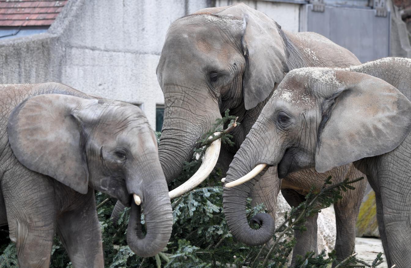 Afrikanische Elefanten im Zoo Schönbrunn