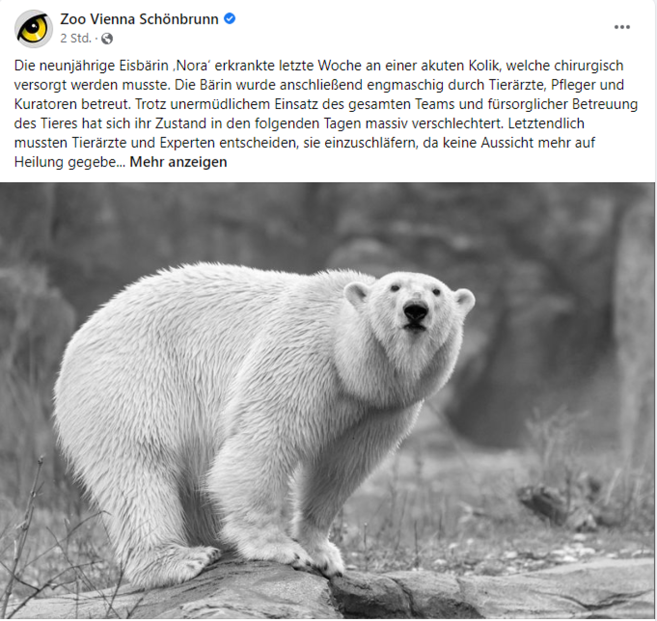 Via Facebook verkündete der Tiergarten Schönbrunn den Tod der Eisbärin "Nora".
