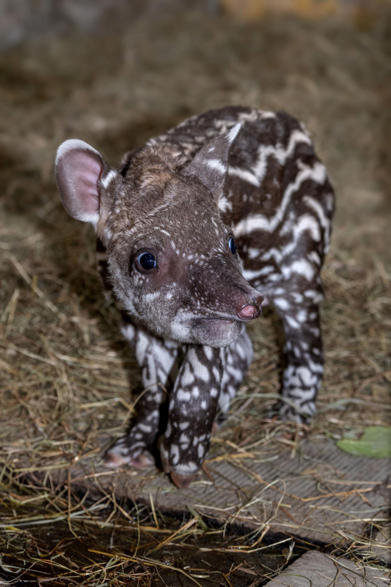 Tapir-Baby