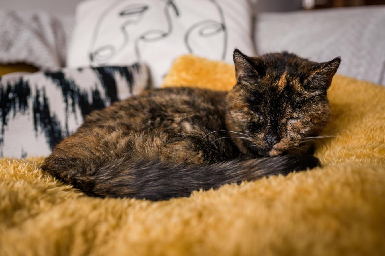 Älteste Katze der Welt liegt auf einer Decke und schläft