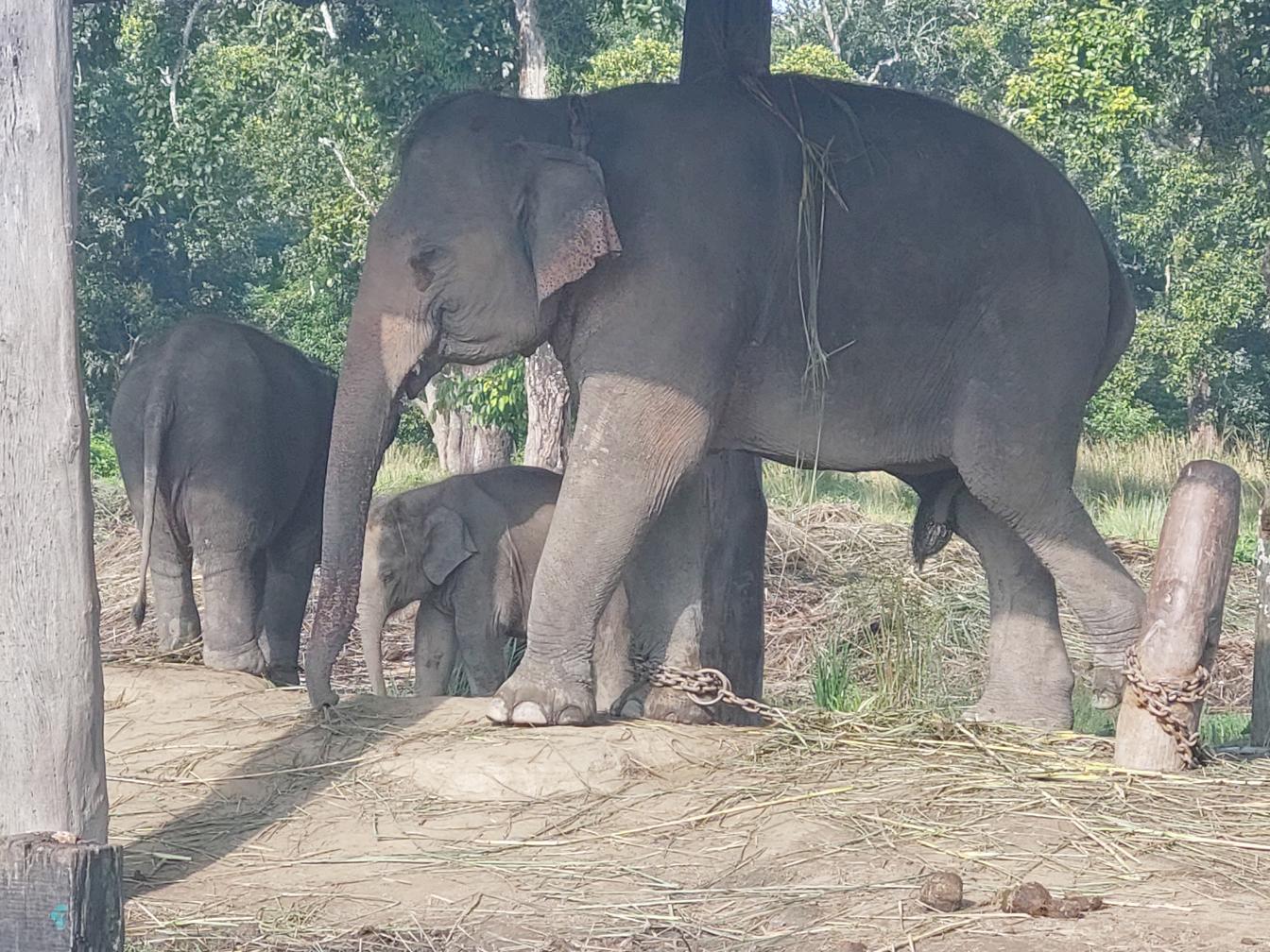 Ein gefesselter Elefant im Elephant Breeding Center.