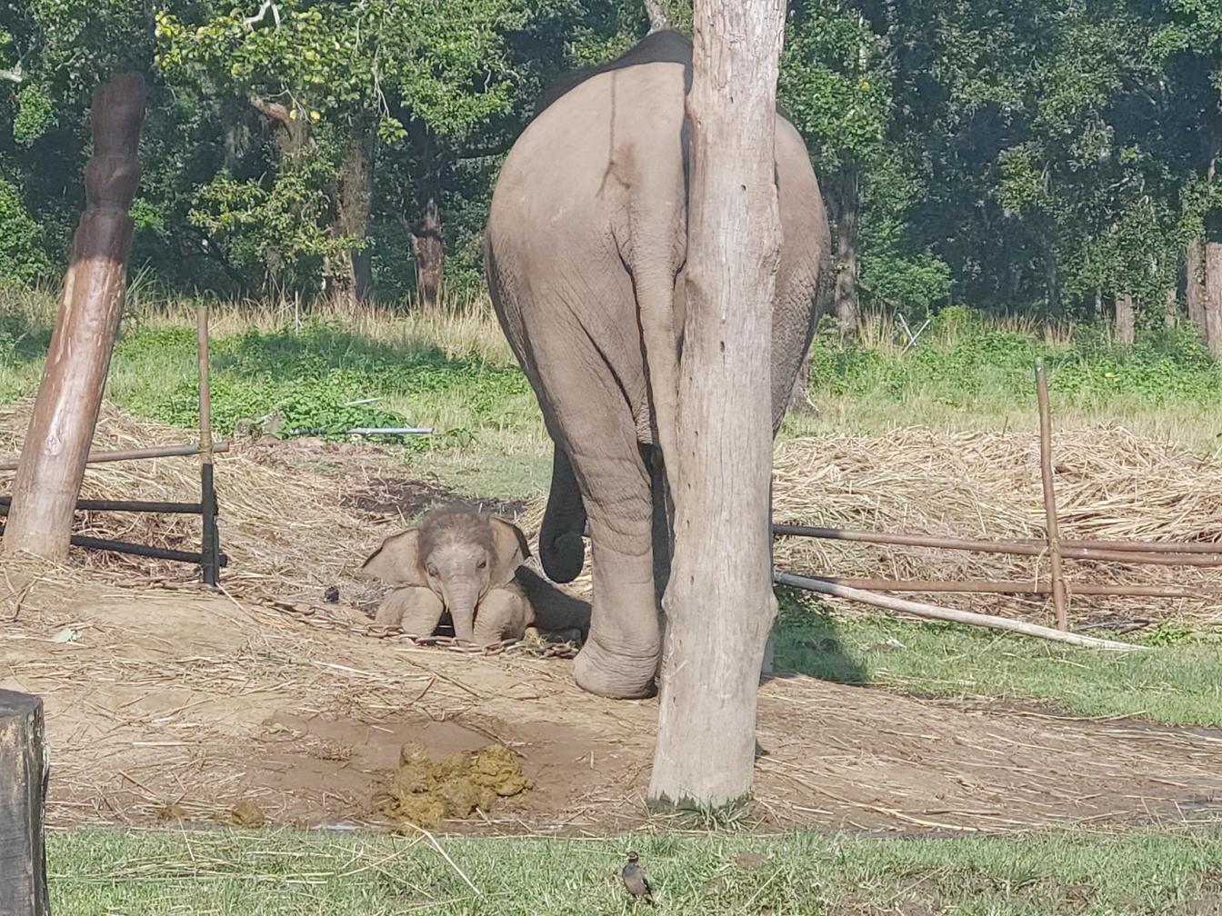 Ein Elefanten Baby im Elephant Breeding Center