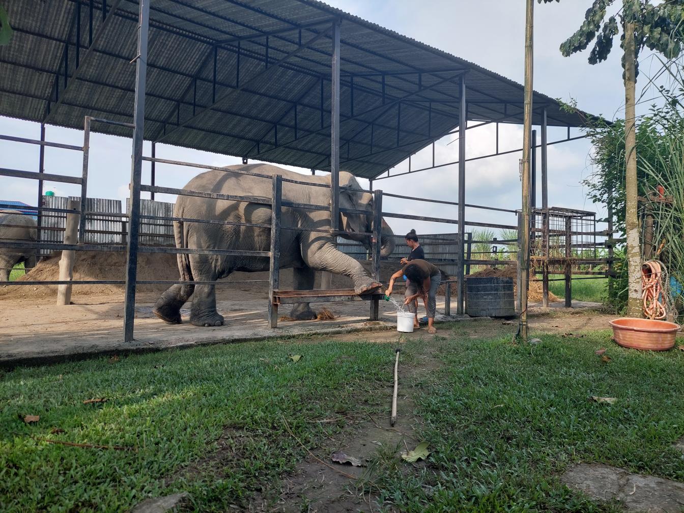 Ein Elefant bei der Fußpflege.