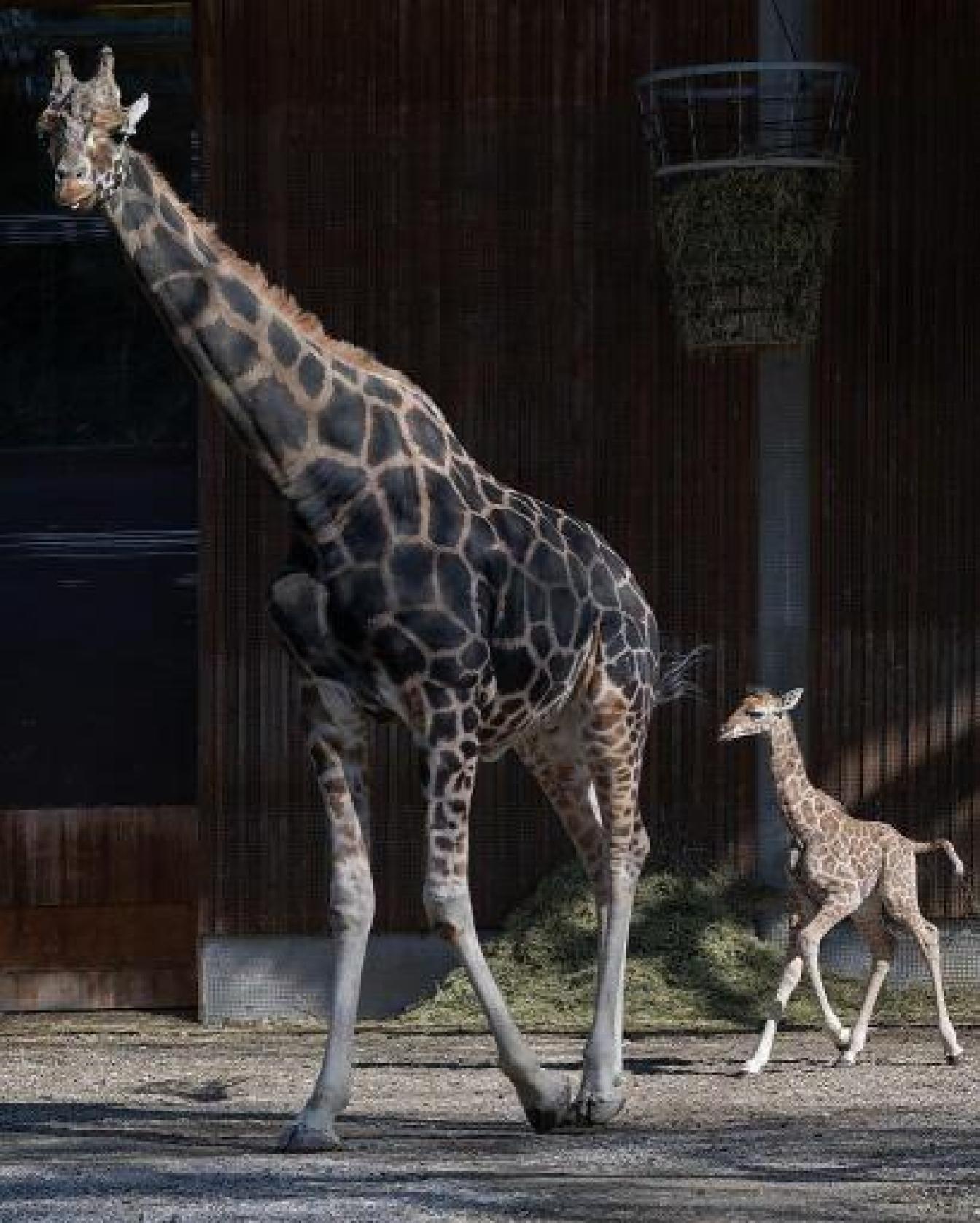 Giraffen-Baby mit Mutter